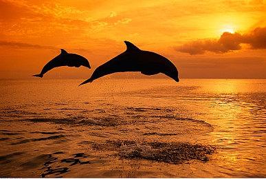 《星球大战：银河猎手》登陆NS 上市宣传片欣赏